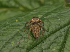 Maratus griseus