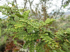 Weinmannia tomentosa