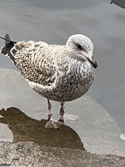 Larus argentatus