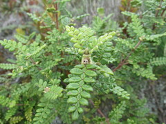 Weinmannia tomentosa