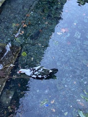 Cairina moschata domestica