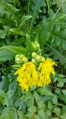 Sonchus congestus