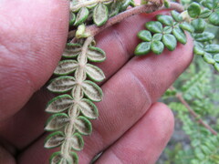 Weinmannia tomentosa