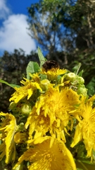 Sonchus congestus