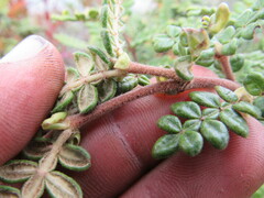 Weinmannia tomentosa