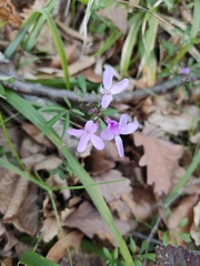 Cardamine quinquefolia