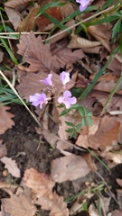 Cardamine quinquefolia