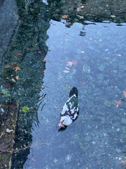 Cairina moschata domestica