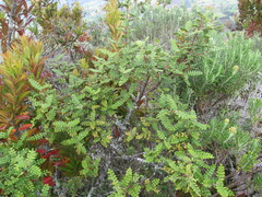 Weinmannia tomentosa