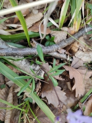 Cardamine quinquefolia