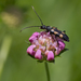Six-spotted Longhorn Beetle - Photo (c) Anne SORBES, some rights reserved (CC BY-NC-SA)