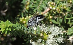 Megachile chrysopyga