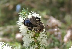 Leioproctus