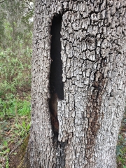 Biscogniauxia mediterranea