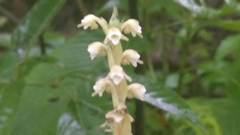 Peristylus plantagineus