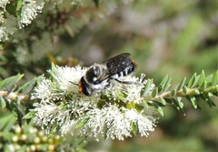 Megachile chrysopyga