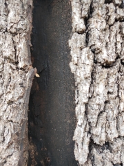 Biscogniauxia mediterranea