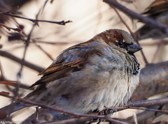 Passer domesticus