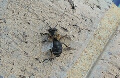 Apis mellifera