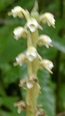 Peristylus plantagineus