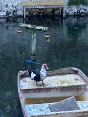 Cairina moschata domestica