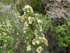 Baccharis tricuneata