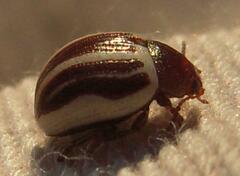 Zygogramma suturalis