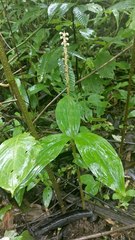 Peristylus plantagineus