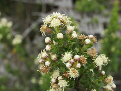 Baccharis tricuneata