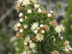 Baccharis tricuneata