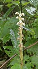 Peristylus plantagineus