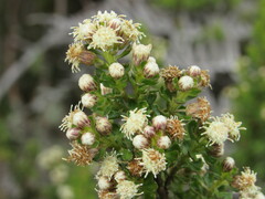 Baccharis tricuneata