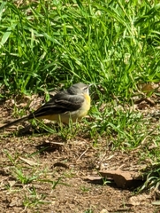 Motacilla cinerea