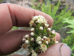 Baccharis tricuneata