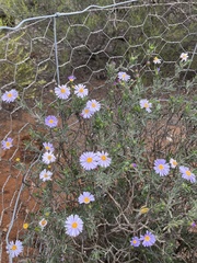 Olearia picridifolia