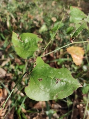 Smilax excelsa