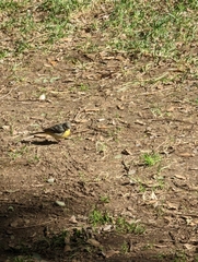 Motacilla cinerea