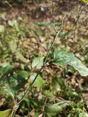 Smilax excelsa
