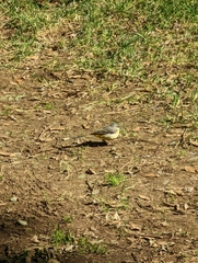 Motacilla cinerea