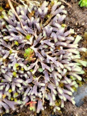 Riccia bicarinata