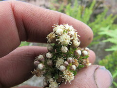 Baccharis tricuneata