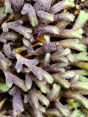 Riccia bicarinata