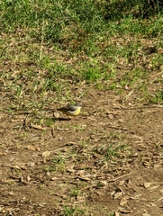 Motacilla cinerea