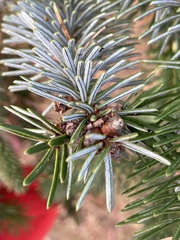 Abies nordmanniana
