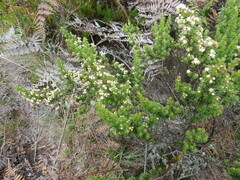 Baccharis tricuneata