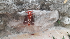 Citheronia albescens