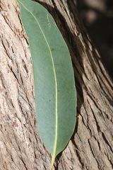 Eucalyptus planchoniana