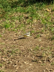 Motacilla cinerea