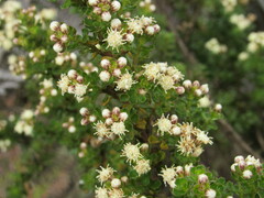 Baccharis tricuneata