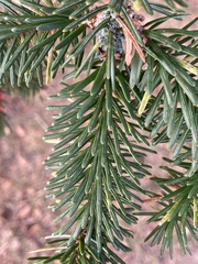 Abies nordmanniana